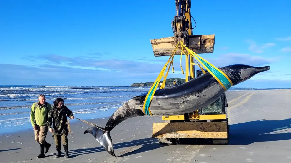 Autoridades neozelandesas han hallado el cadáver casi intacto de lo que parece ser una ballena picuda de Bahamonde