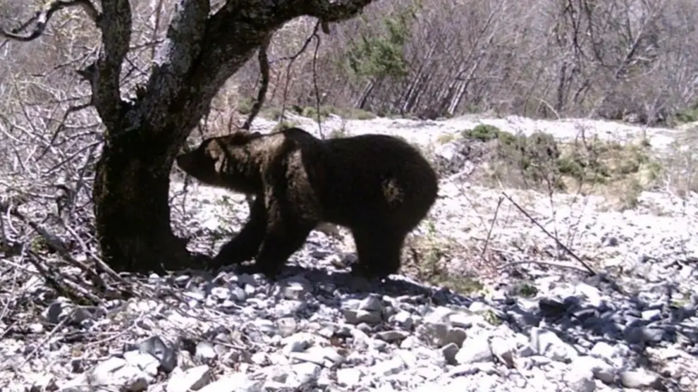 Primeros avistamientos de osos en el Pirineo tras salir de la hibernación.