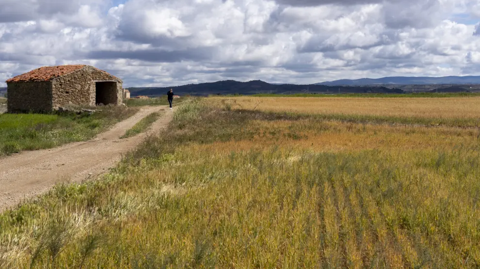 Daños ocasionados por la sequía en un campo proximo a Calamocha.