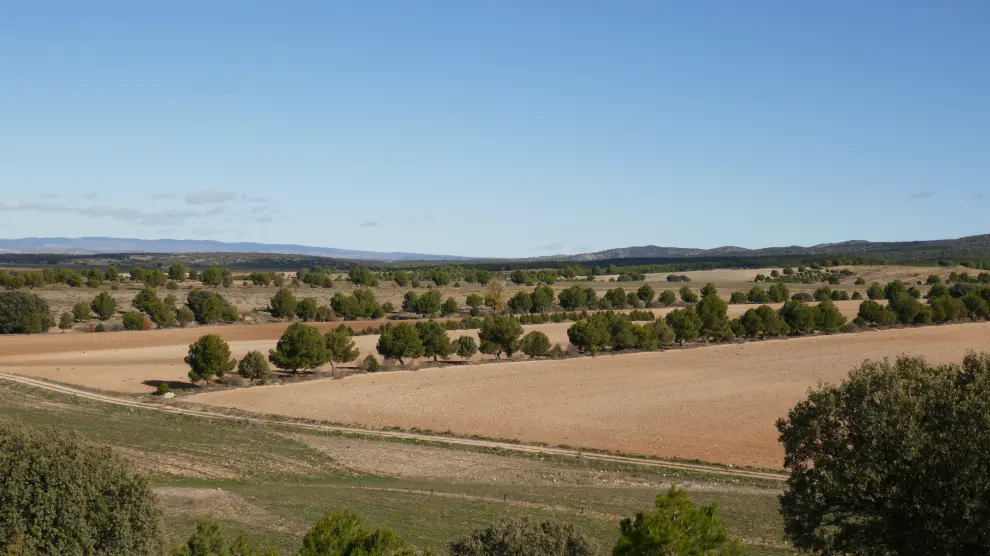 Restauración de campos agrarios en Monreal del Campo (Teruel).