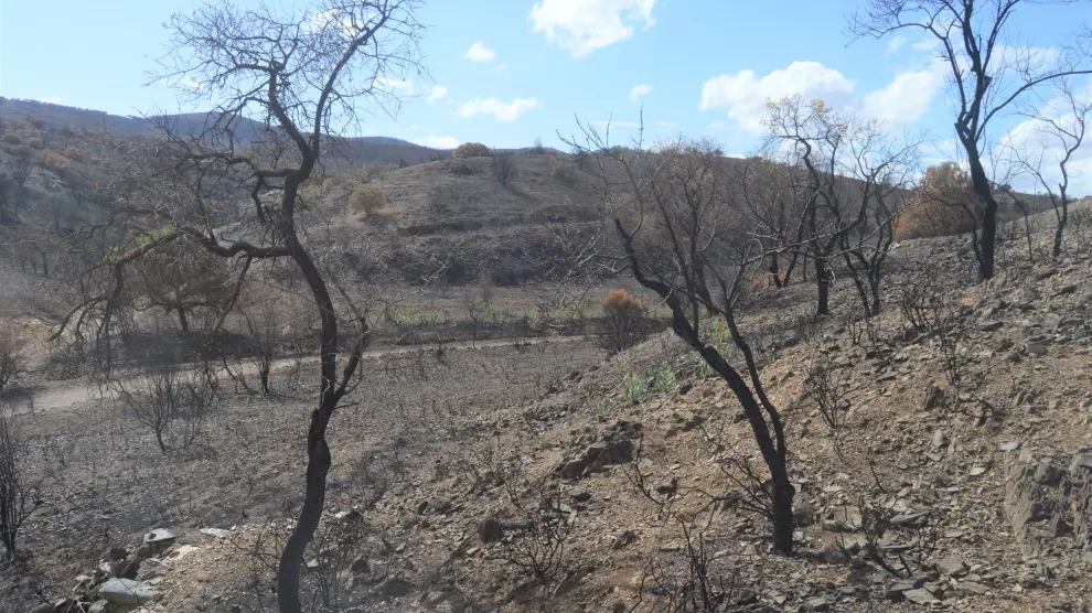 Reconocimiento del barranco de Las Torcas el 13 de septiembre de 2022, tras el incendio forestal en Ateca de ese verano.<br>