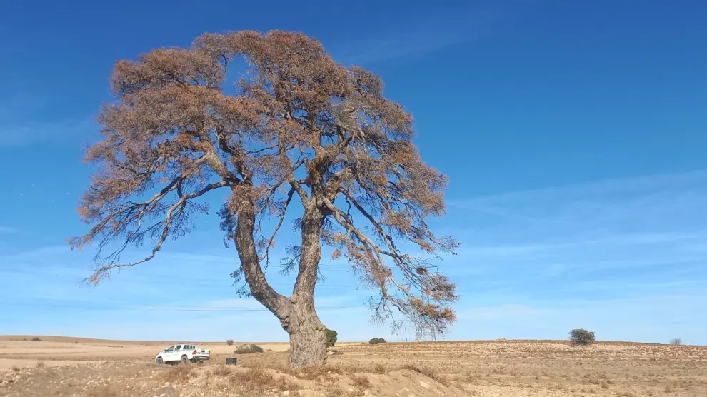 El Pino de los Sasos, en Alcorisa, murió a finales de 2023 tras dos veranos extremos y su alta colonización por muérdago.