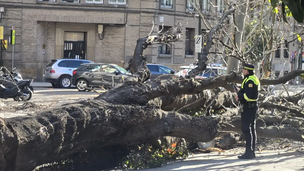Árbol cáido en el paseo de la Constitución de Zaragoza.