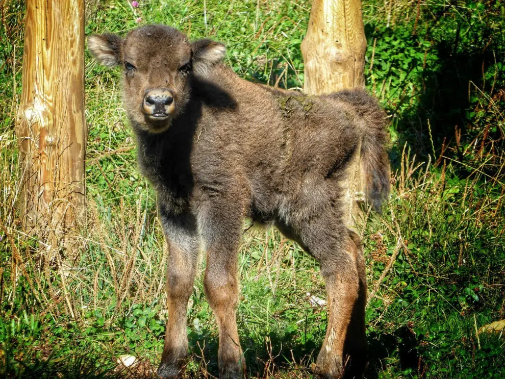 Hace un mes y medio nació la primera cría de bisonte europeo, que pesó unos 25 kilos y es macho.