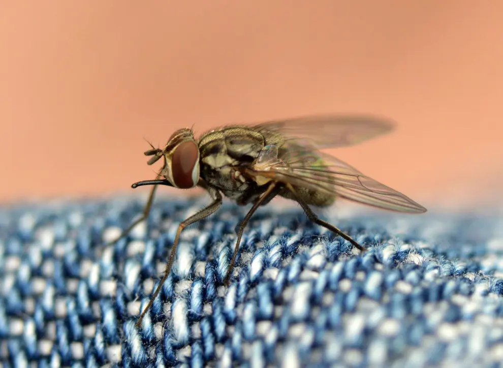 Es una mosca y se parece a la mosca común, pero además la 'Stomoxys calcitrans' o mosca de los establos pica.