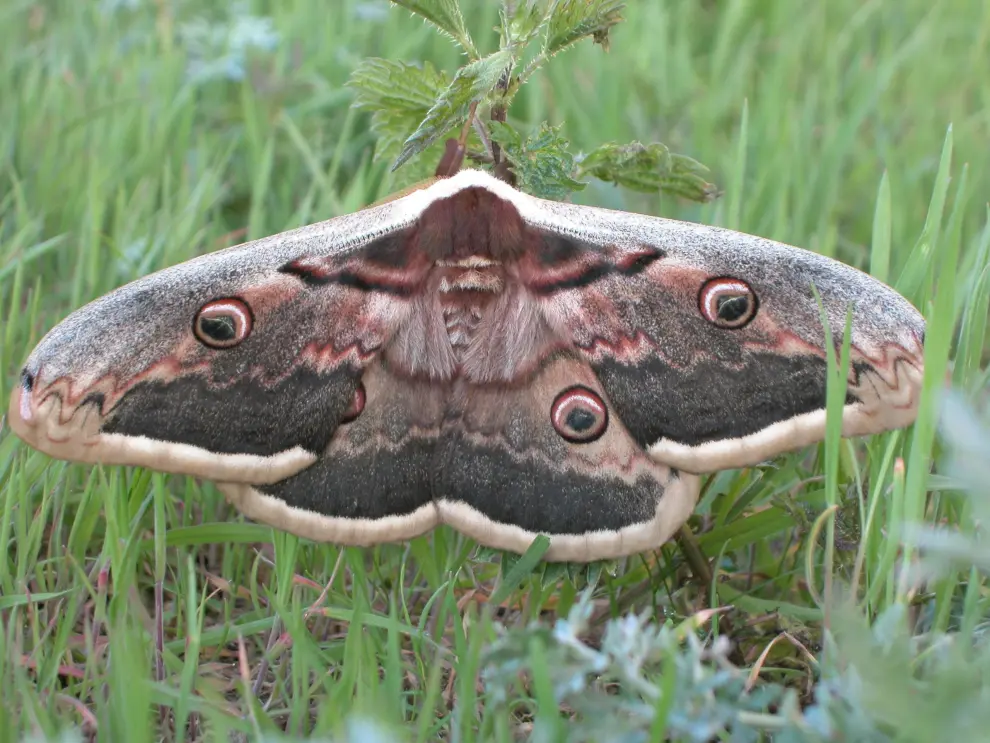 'Saturnia pyri', la mariposa europea de mayor tamaño. Antes común, esta especie nocturna es cada día es más escasa por el uso de pesticidas y la contaminación lumínica.