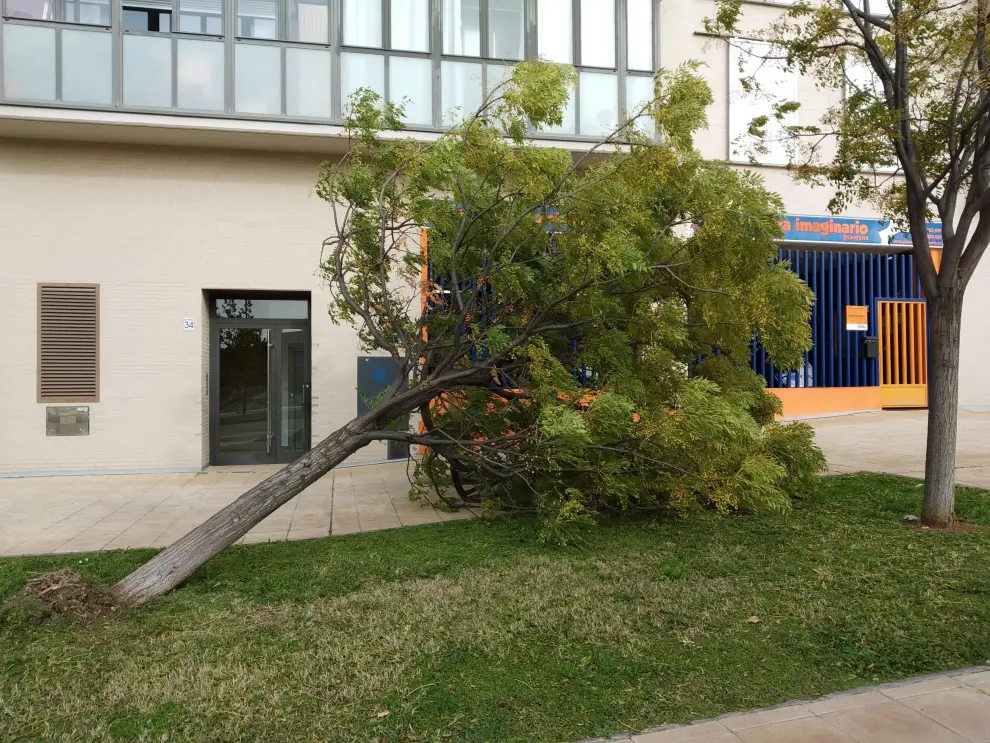 Cae un árbol junto a una escuela infantil en Valdespartera