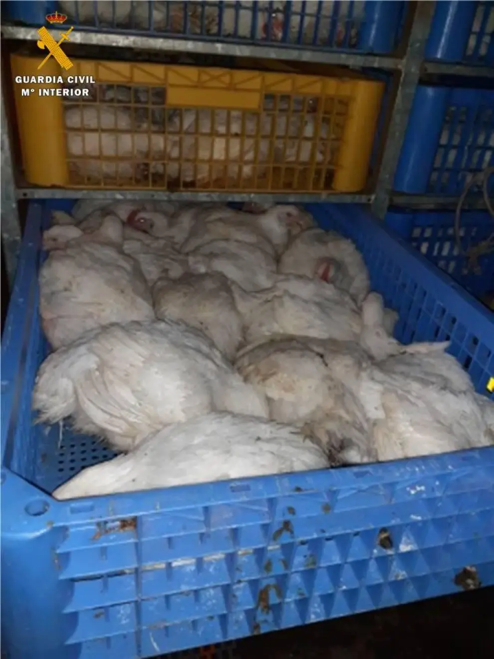 Los pollos iban hacinados en el interior del camión.