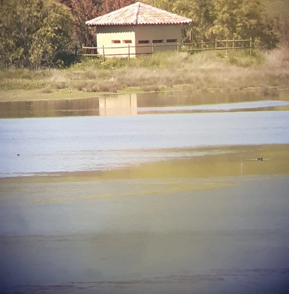 A falta del censo oficial, ya se han detectado aves acuáticas en la laguna de Gallocanta