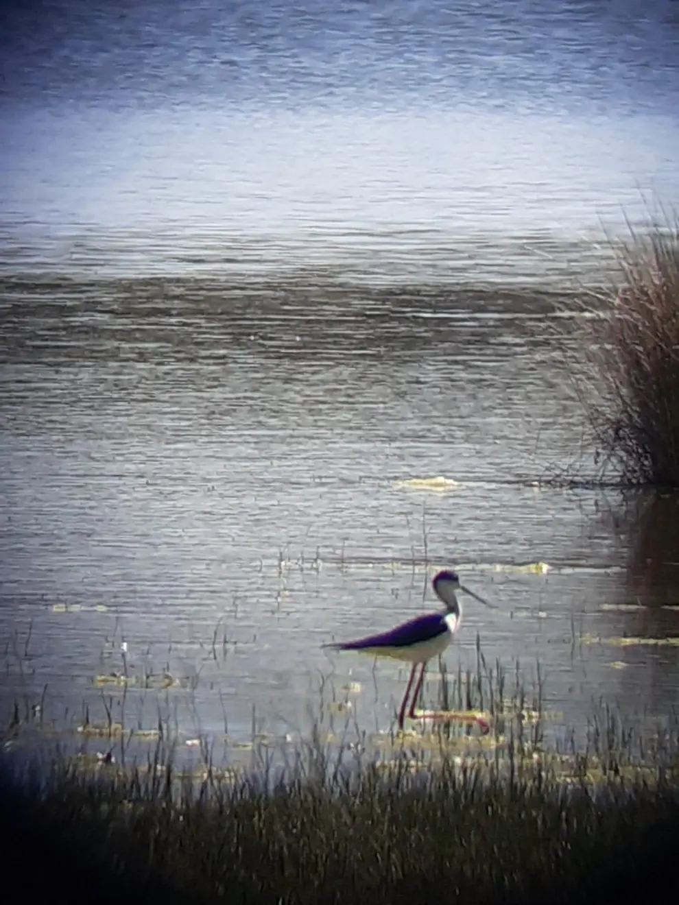 A falta del censo oficial, ya se han detectado aves acuáticas en la laguna de Gallocanta