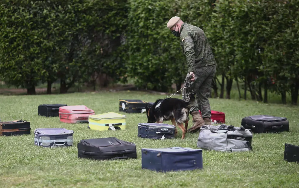 Entrenamiento canino para detectar explosivos, drogas o a personas.