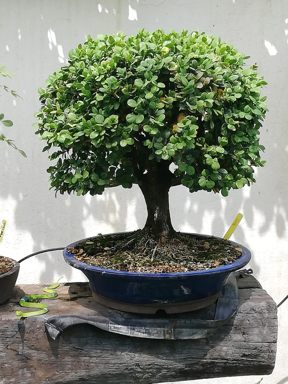 Javier Lantero atesora en su jardín más de 250 bonsáis: en la imagen, un boj