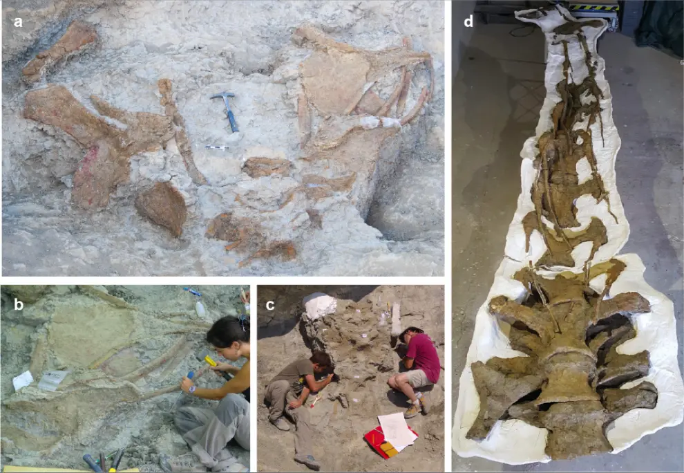 Imágenes de distintos restos fósiles de Abditosaurus kuehnei en el yacimiento de Orcau-1 (a), del proceso de excavación (b y c) y del cuello ya preparado (d)