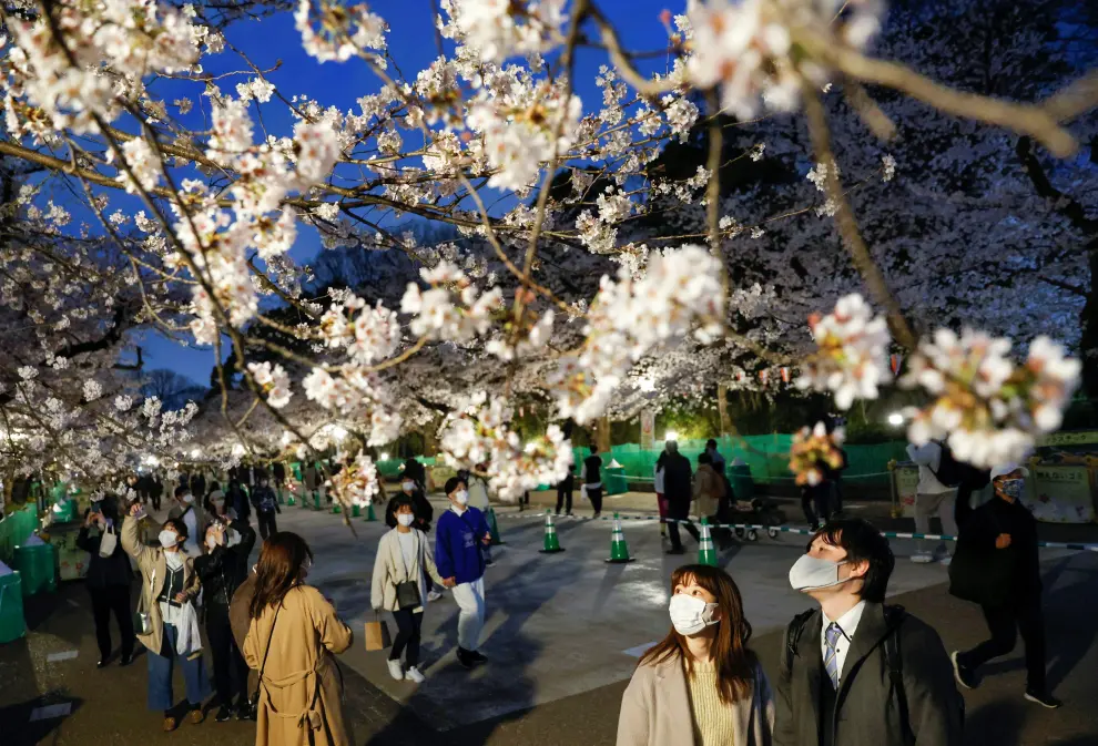 Visitors take selfie photos under illuminated cherry blossoms in full bloom, amid the coronavirus disease (COVID-19) pandemic, at Ueno Park in Tokyo, Japan March 30, 2022. REUTERS/Issei Kato SPRING-CHERRYBLOSSOMS/JAPAN