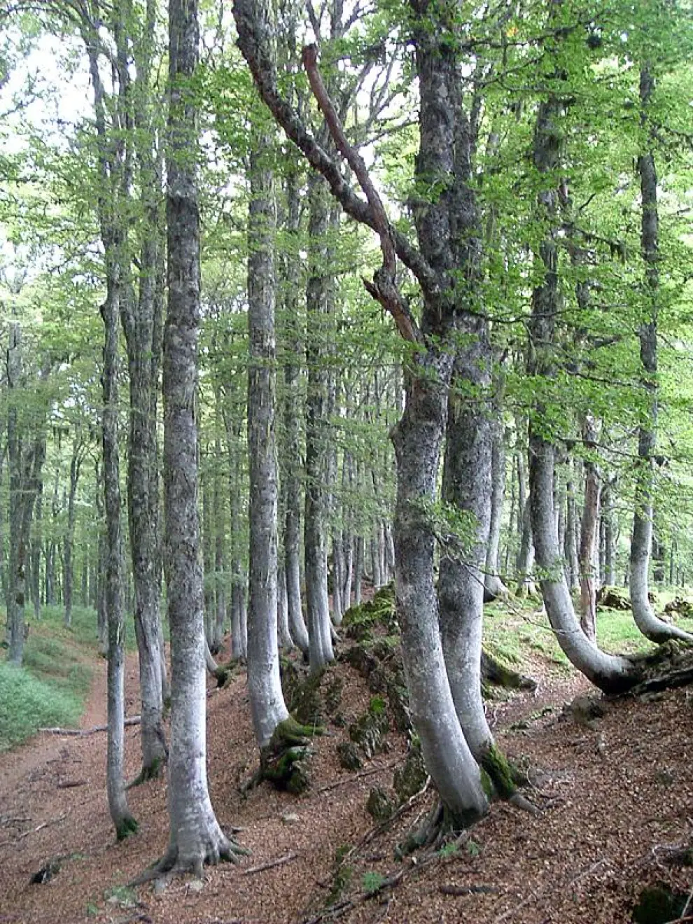 Bosque de Gamueta