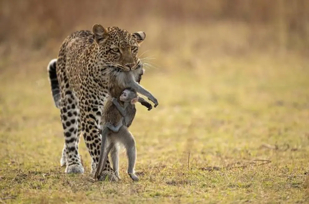 'Aguantando' y muestra a una leoparda tras matar a un babuino, con su cría aferrada, en el Parque Nacional de South Luangwa, en Zambia.