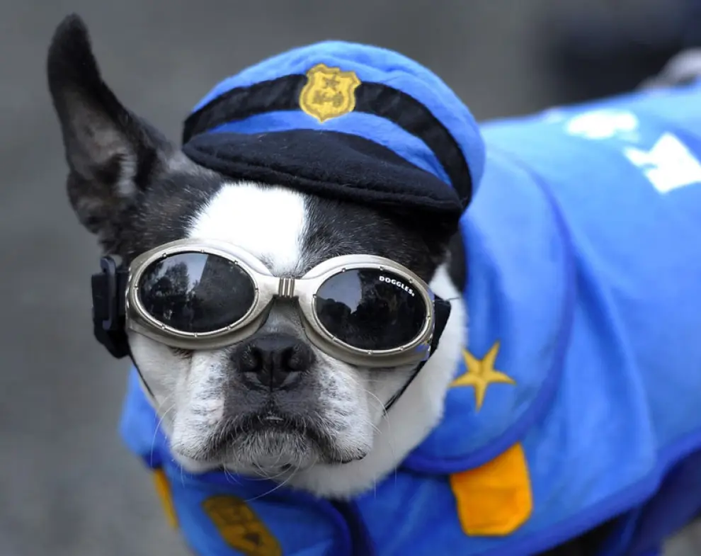 En Nueva York la gente disfrazó a sus perros