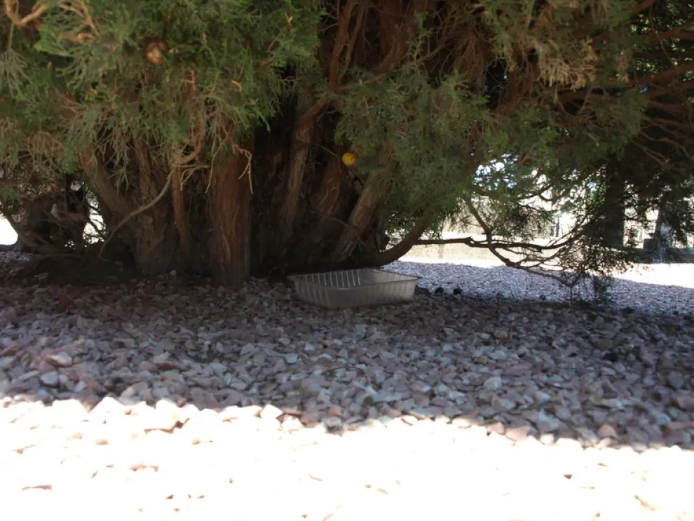 Una bandeja de comida bajo un árbol