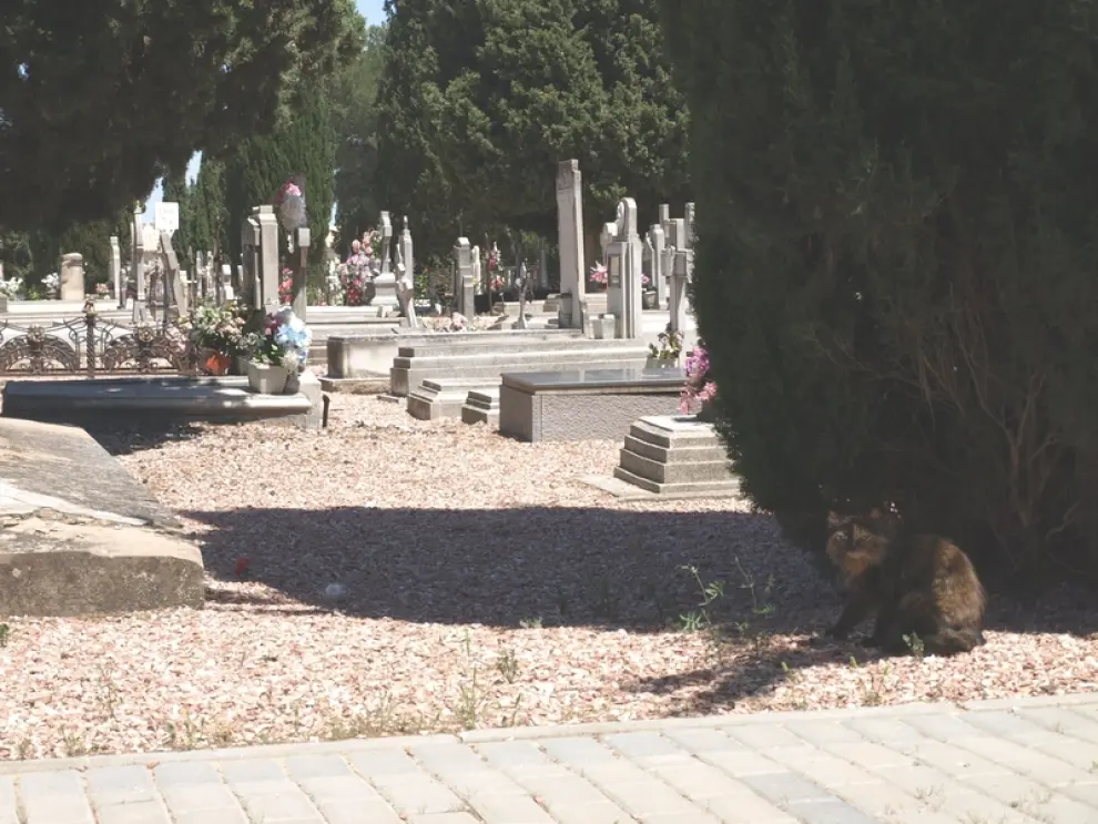 Decenas de gatos toman el cementerio de Torrero