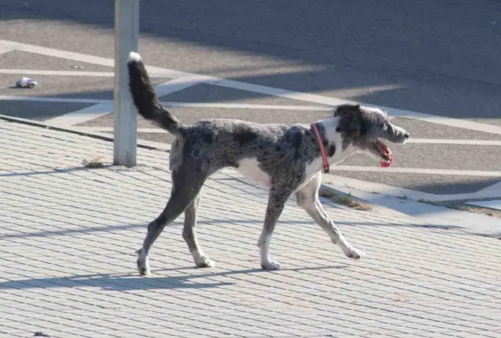 Campaña del Ayuntamiento de Zaragoza para el registro de mascotas