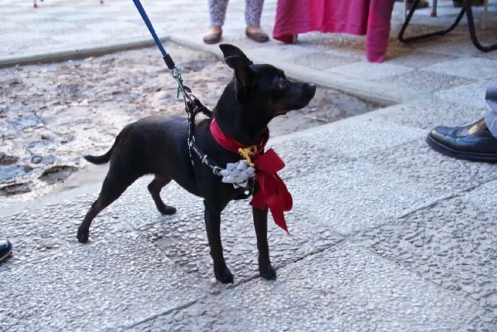 Celebración de la primera quedada canina en el zaragozano barrio de Las Fuentes.