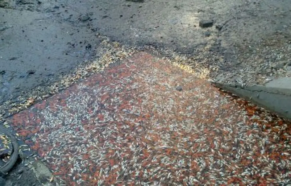 El vaciado del lago del barrio de Montecanal de Zaragoza provoca la muerte a centenares de peces.