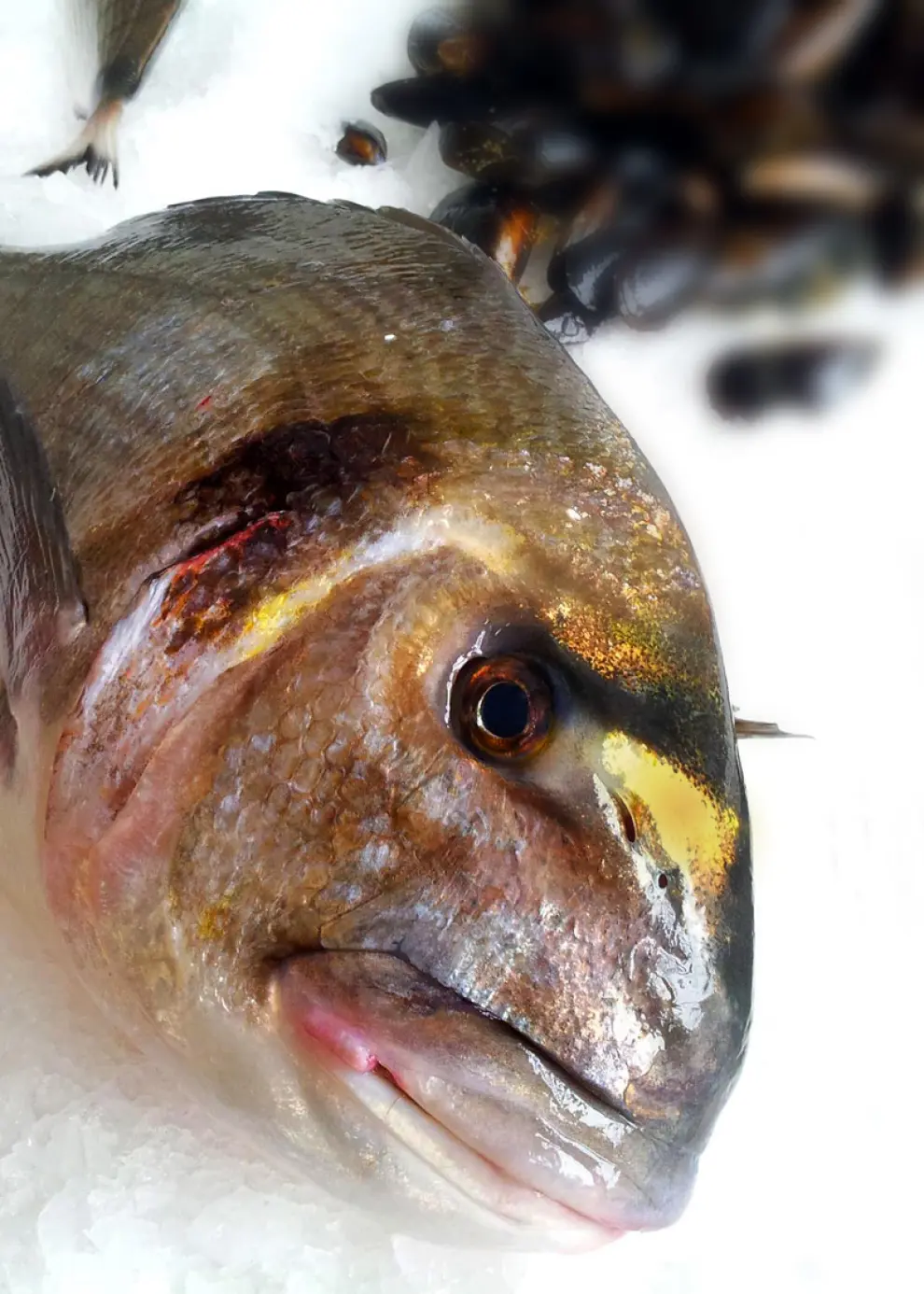 La dorada salvaje, un pescado exquisito cuyo sabor y textura poco se parecen a los de la piscifactoría