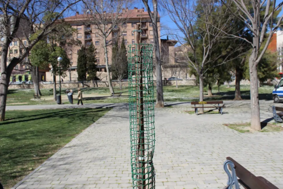 Árboles plantados por los vecinos en el parque Bruil de Zaragoza