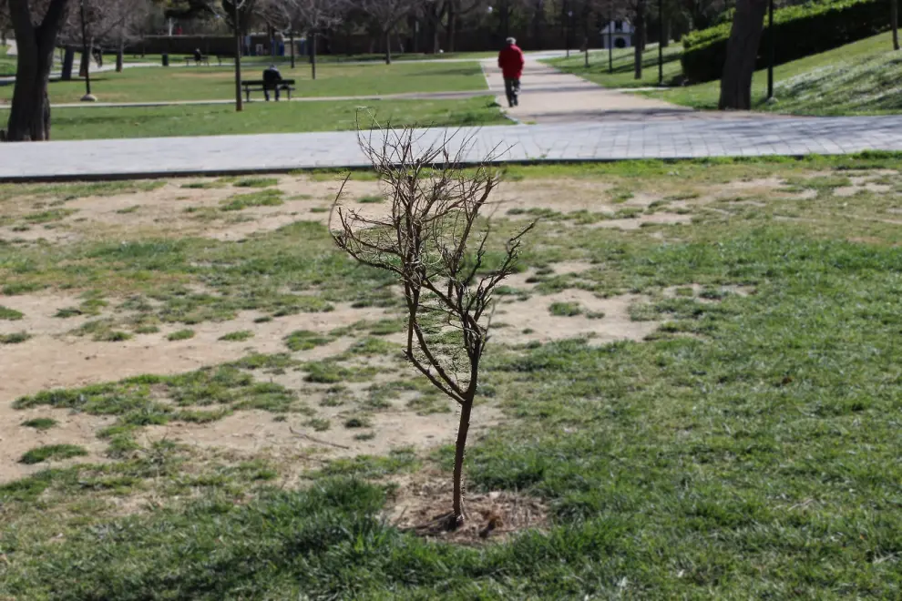 Árboles plantados por los vecinos en el parque Bruil de Zaragoza