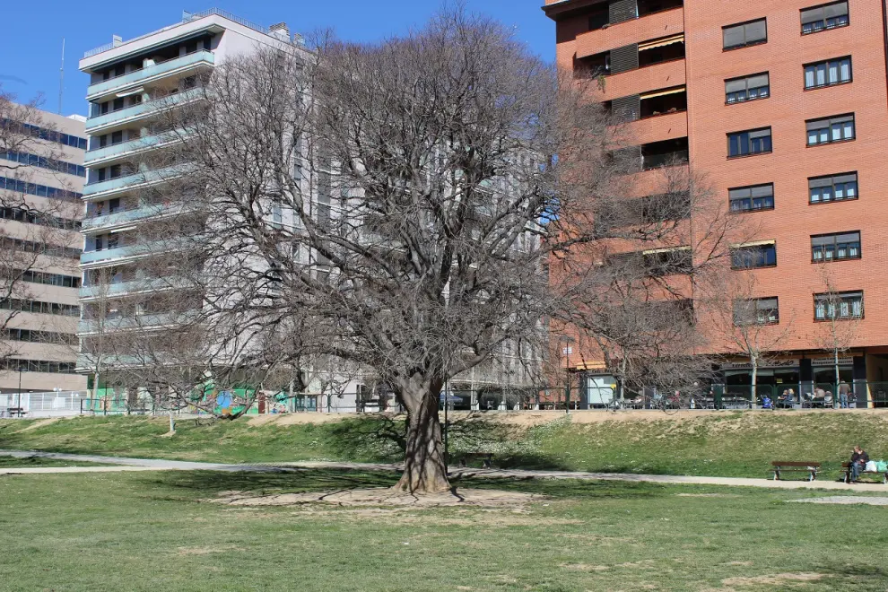 Árbol centenario en el parque Bruil de Zaragoza