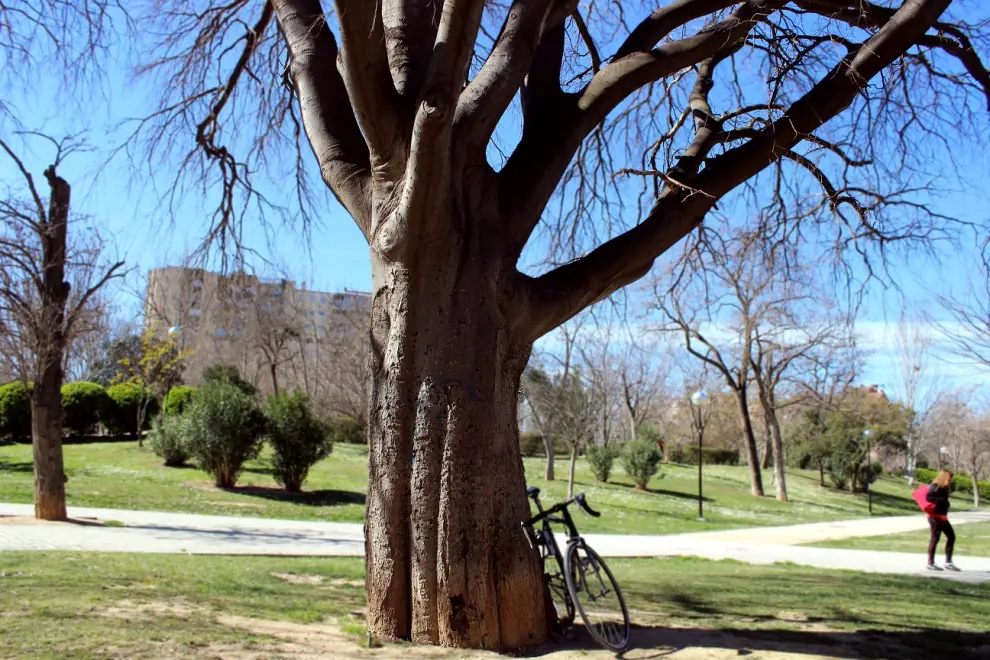Árbol centenario afectado por el hongo en el parque Bruil de Zaragoza