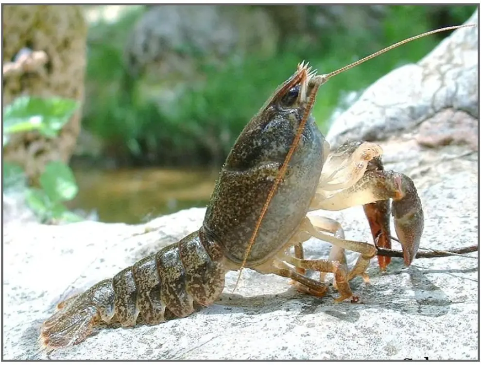 El cangrejo de río es una especie autóctona de Aragón en peligro de extinción