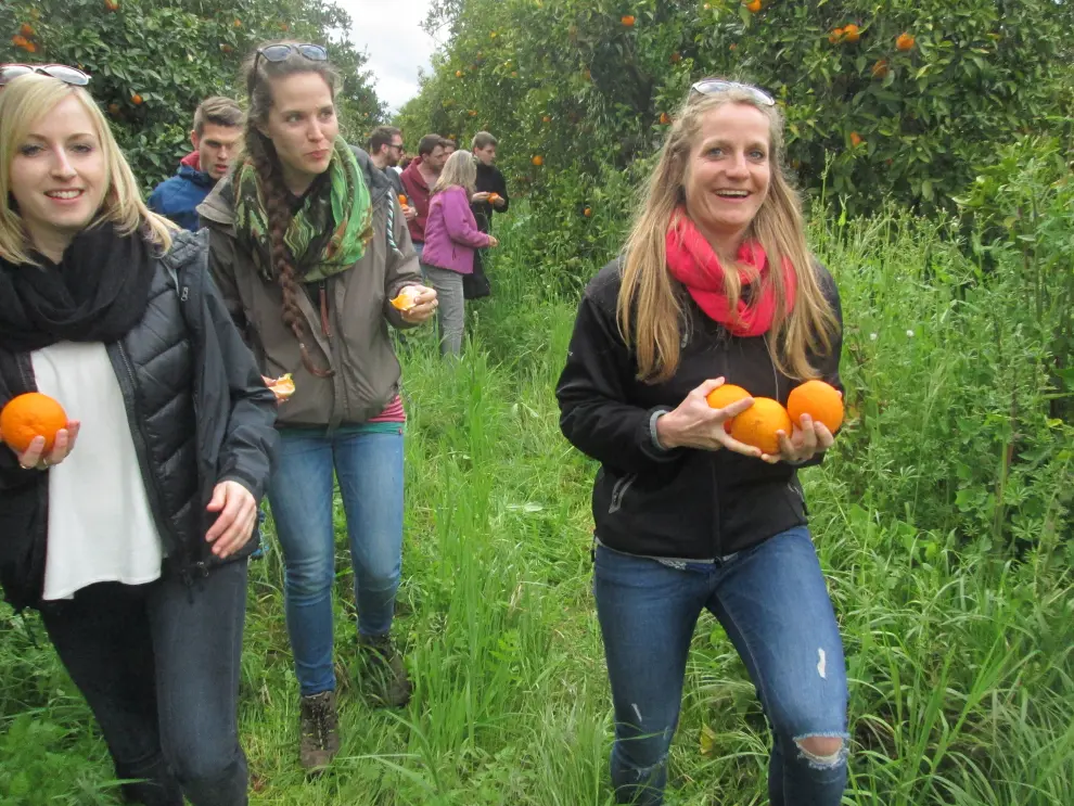 Recogida de naranjas ecológicas en Córdoba, otra actividad bajo el paraguas del turismo lento.