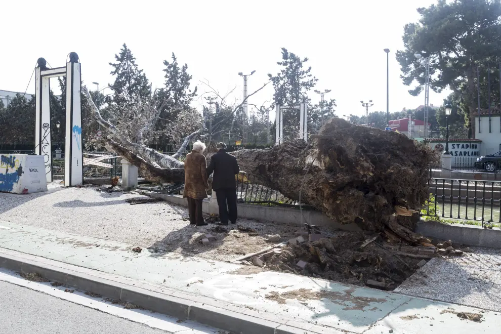El fuerte viento tumbó varios árboles en Zaragoza. En la imagen un álamo del Paseo del Canal