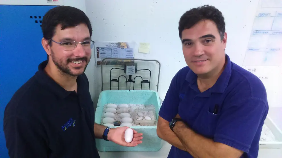 Carlos Vicente y Javier González Sanz con huevos de cocodrilo del Nilo. C. IVARS