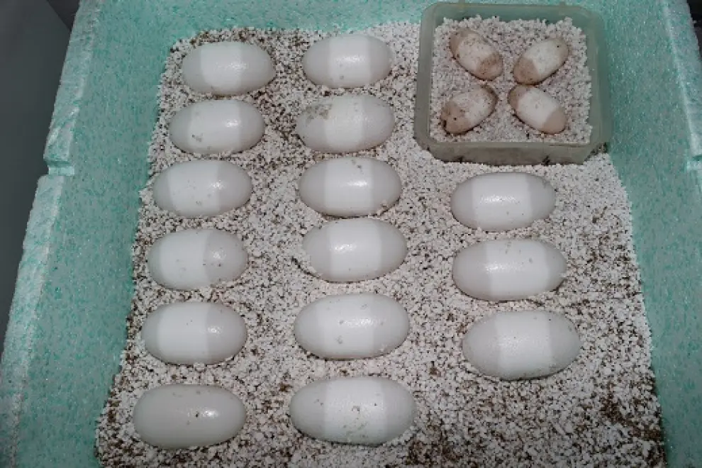 Incubadora huevos cocodrilo del Nilo. C. VICENTE