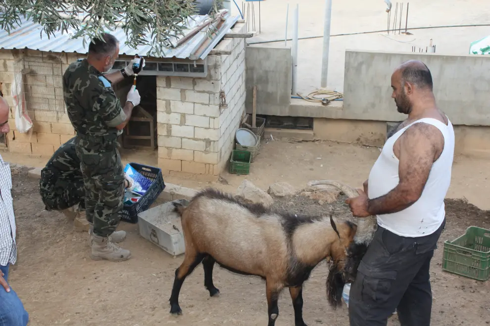 Miembros de la USAN atendiendo a cabras de ganaderos en el Líbano