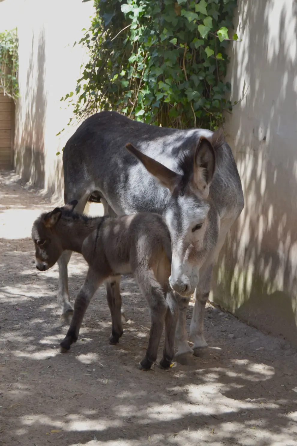 Nacen dos cebras de Burchell en el parque de Sendaviva