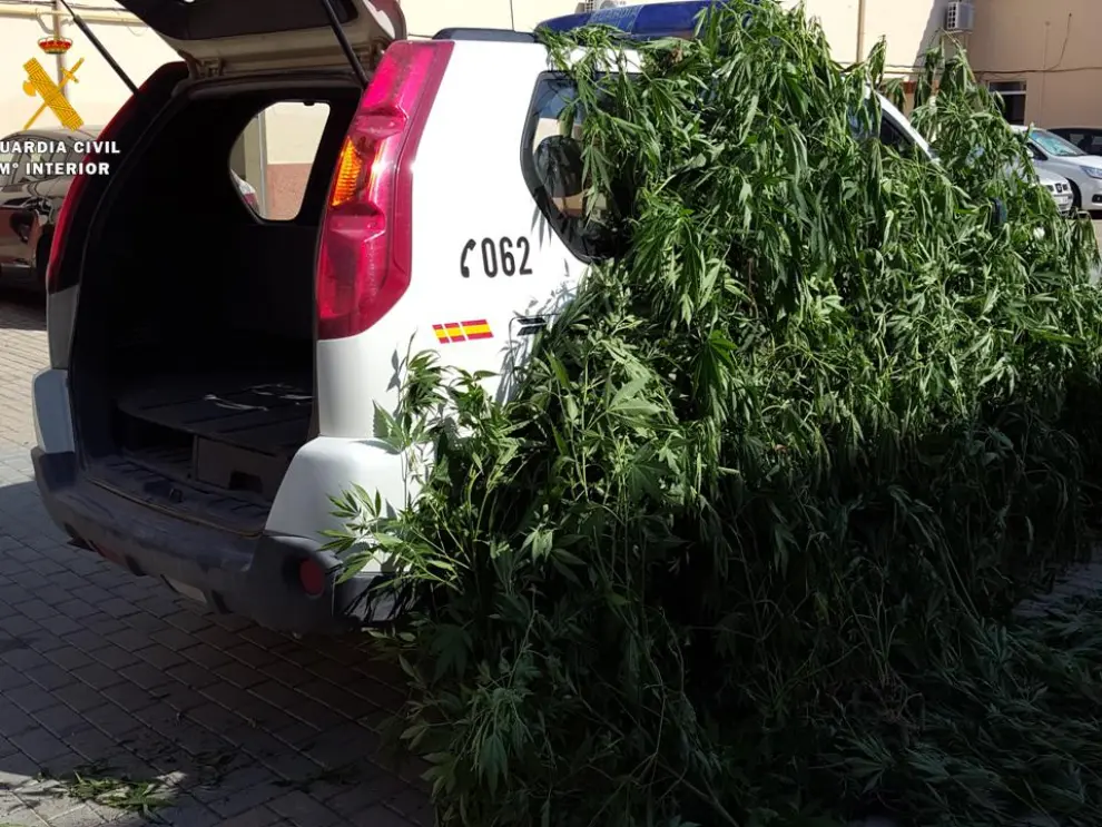 Tres detenidos en Caspe por cultivar 144 plantas de marihuana