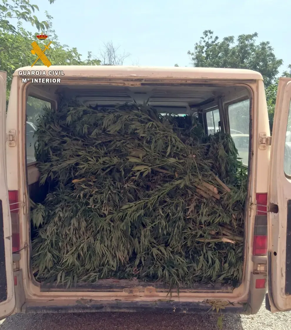 Intervenidas 74 plantas de marihuana en Belver de Cinca ocultas en campos de maíz