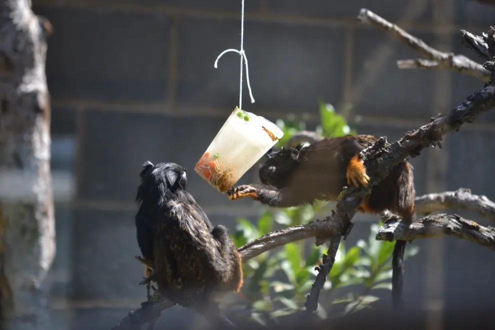 Dos monos titís disfrutan de un helado de gusanos y verdura.