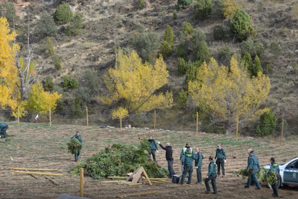 Desmantelada en Villarluengo (Teruel) la mayor plantación de marihuana de Aragón