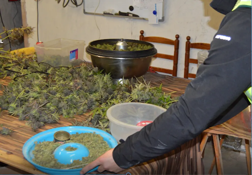 Desmantelada en Villarluengo (Teruel) la mayor plantación de marihuana de Aragón