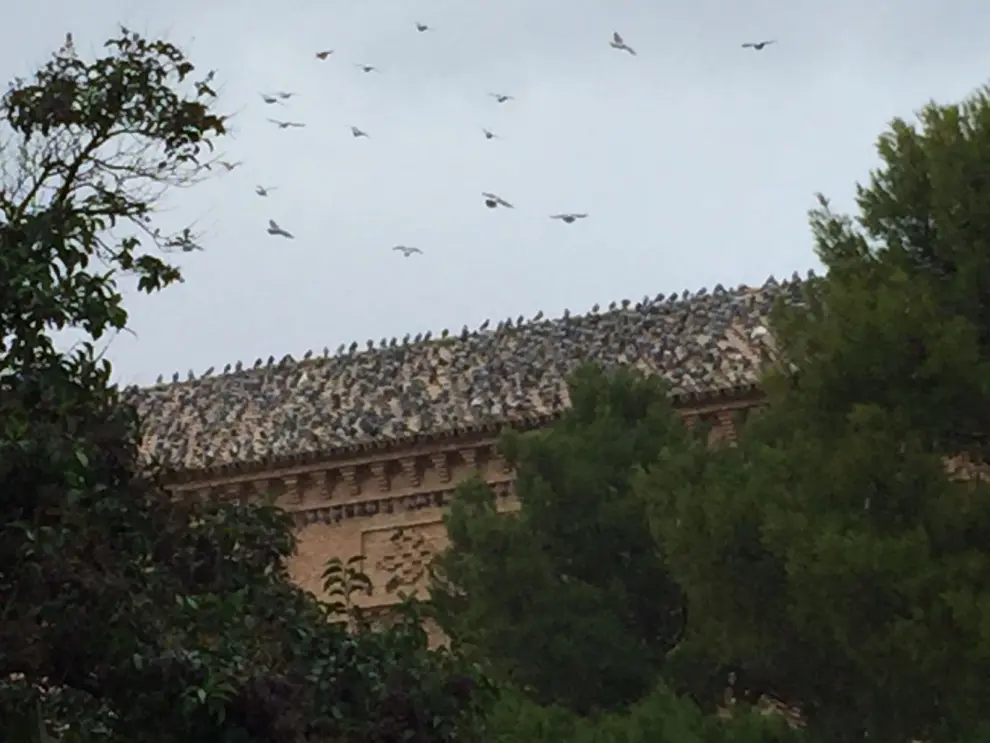 Garrapinillos, invadido por las palomas