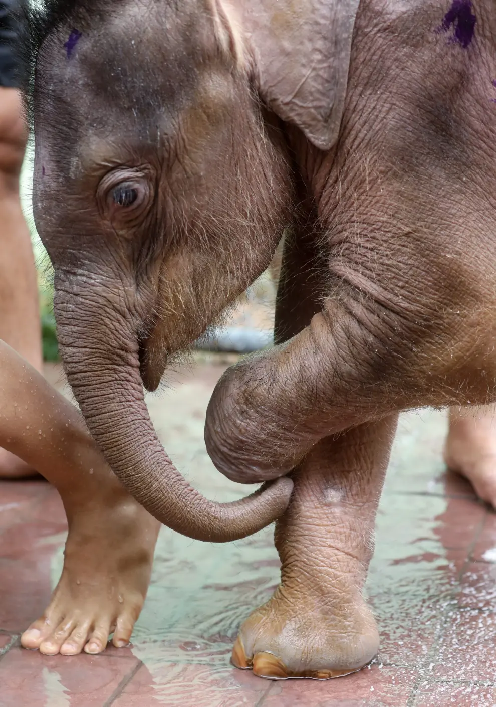 Hidroterapia para un elefante bebé