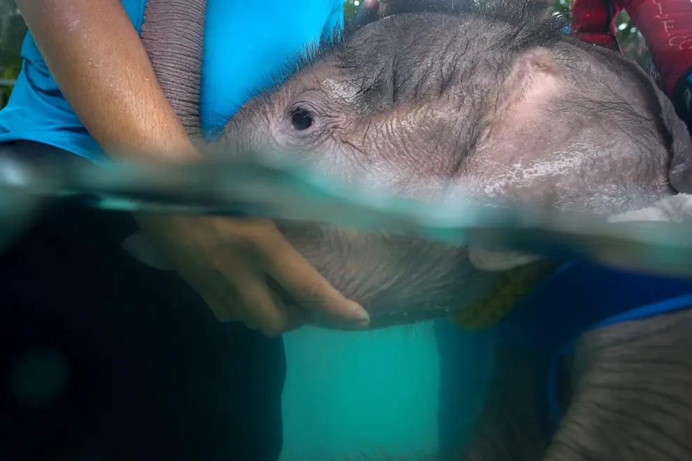Hidroterapia para un elefante bebé