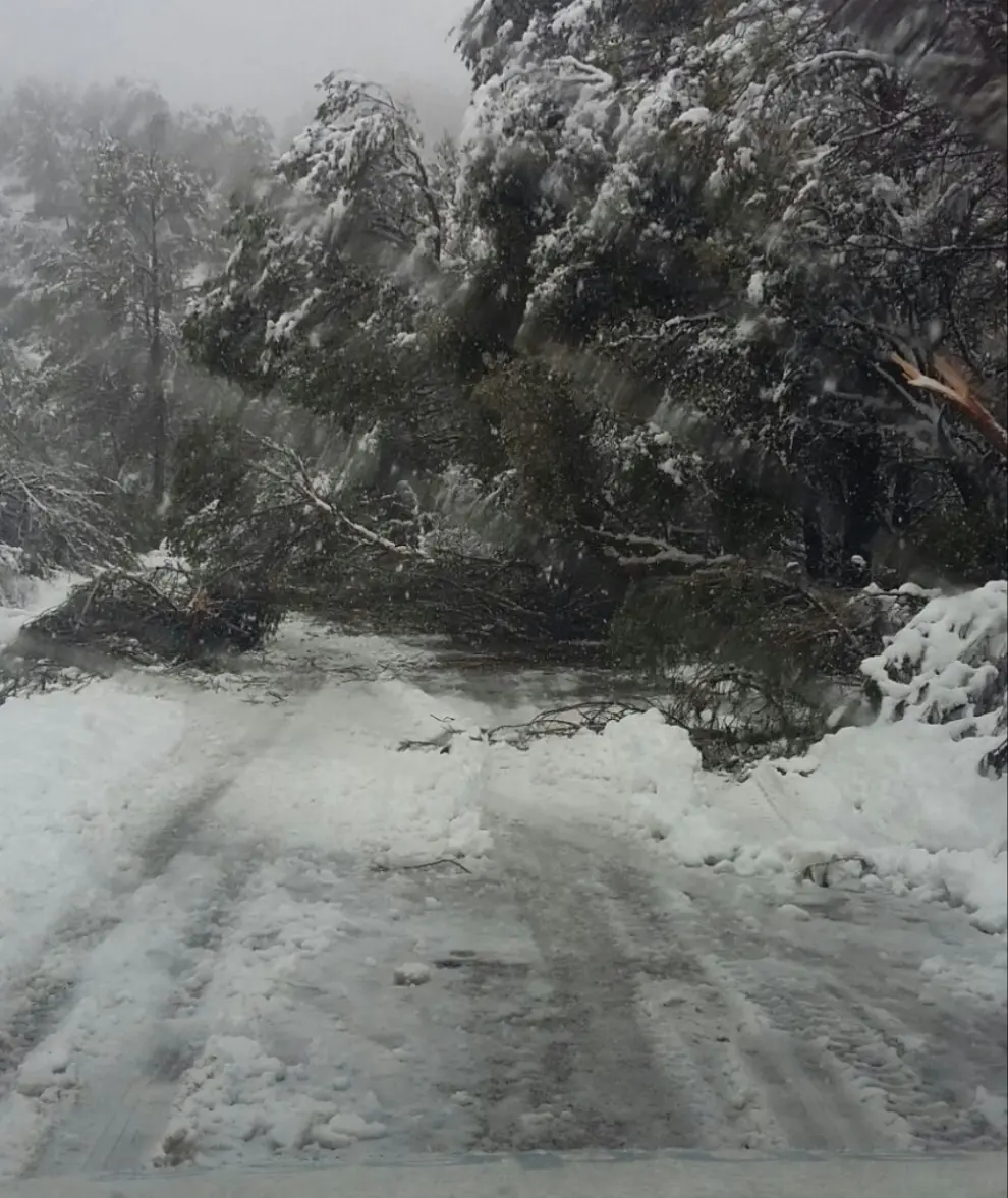 Árboles caídos en la carretera por el temporal de nieve en el término de Coscojuela de Fantova.