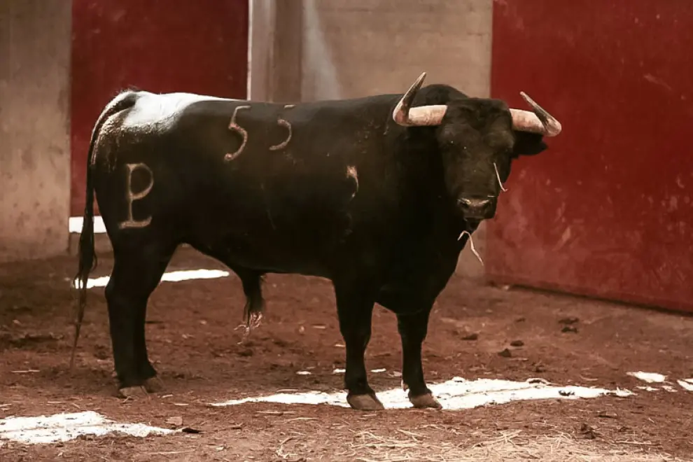 Los seis toros de la corrida concurso de ganaderías