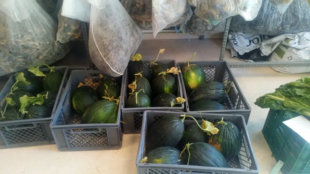 Lote de melones para ser analizados en el CITA y el CTA