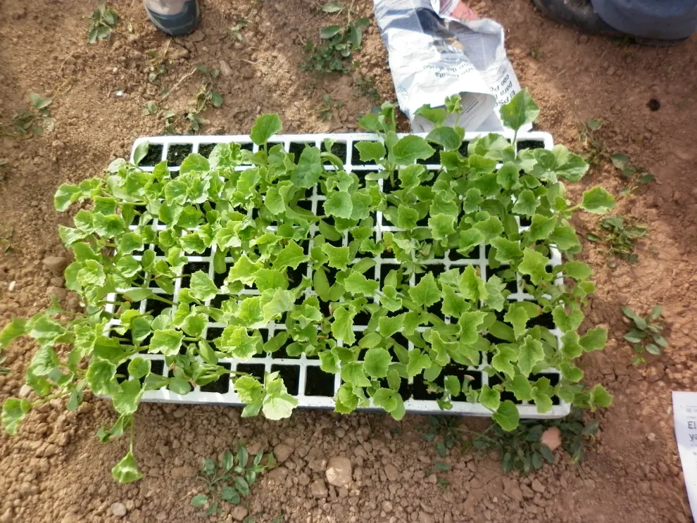 Plantero de melón listo para ser plantado
